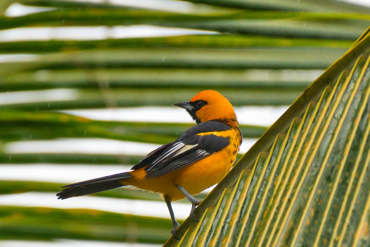 ムナフムクドリモドキ - ML646480429