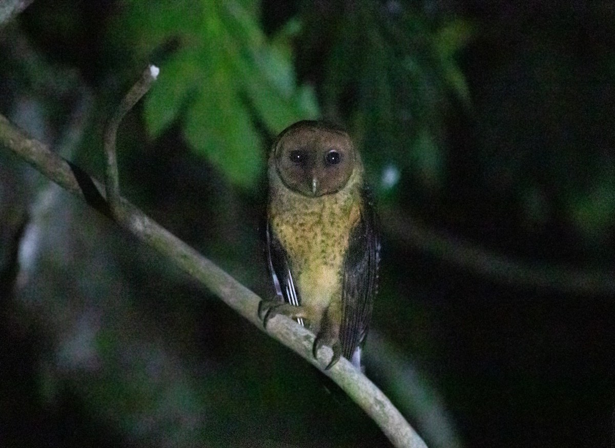 American Barn Owl (Lesser Antilles) - ML646480430