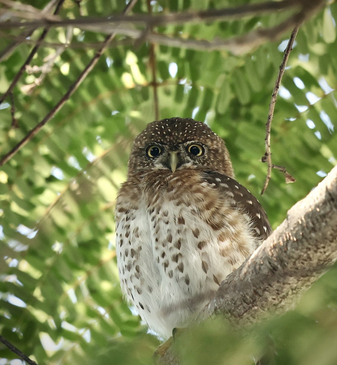 Cuban Pygmy-Owl - ML646480433