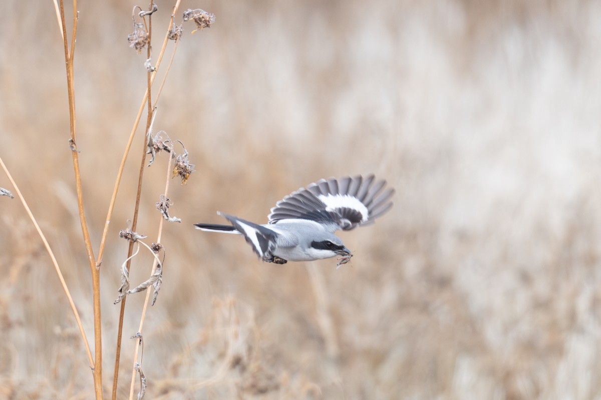 Loggerhead Shrike - ML646480434