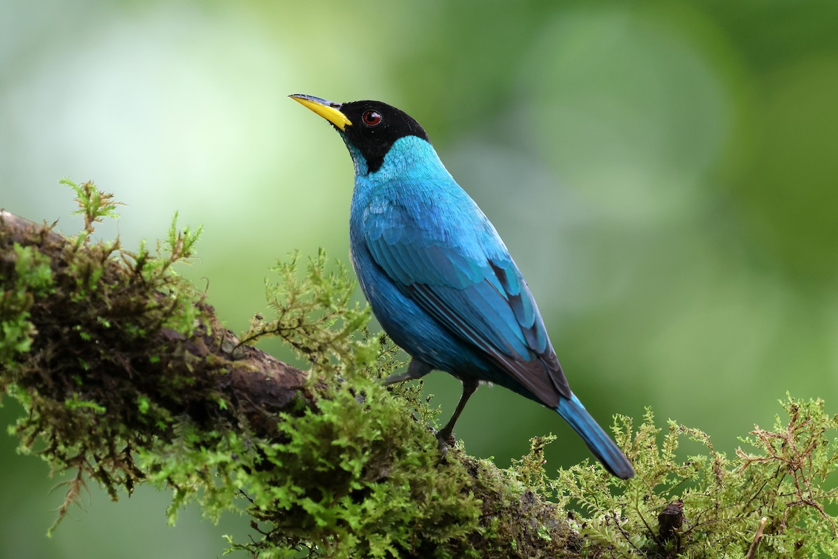 Green Honeycreeper - ML646480435