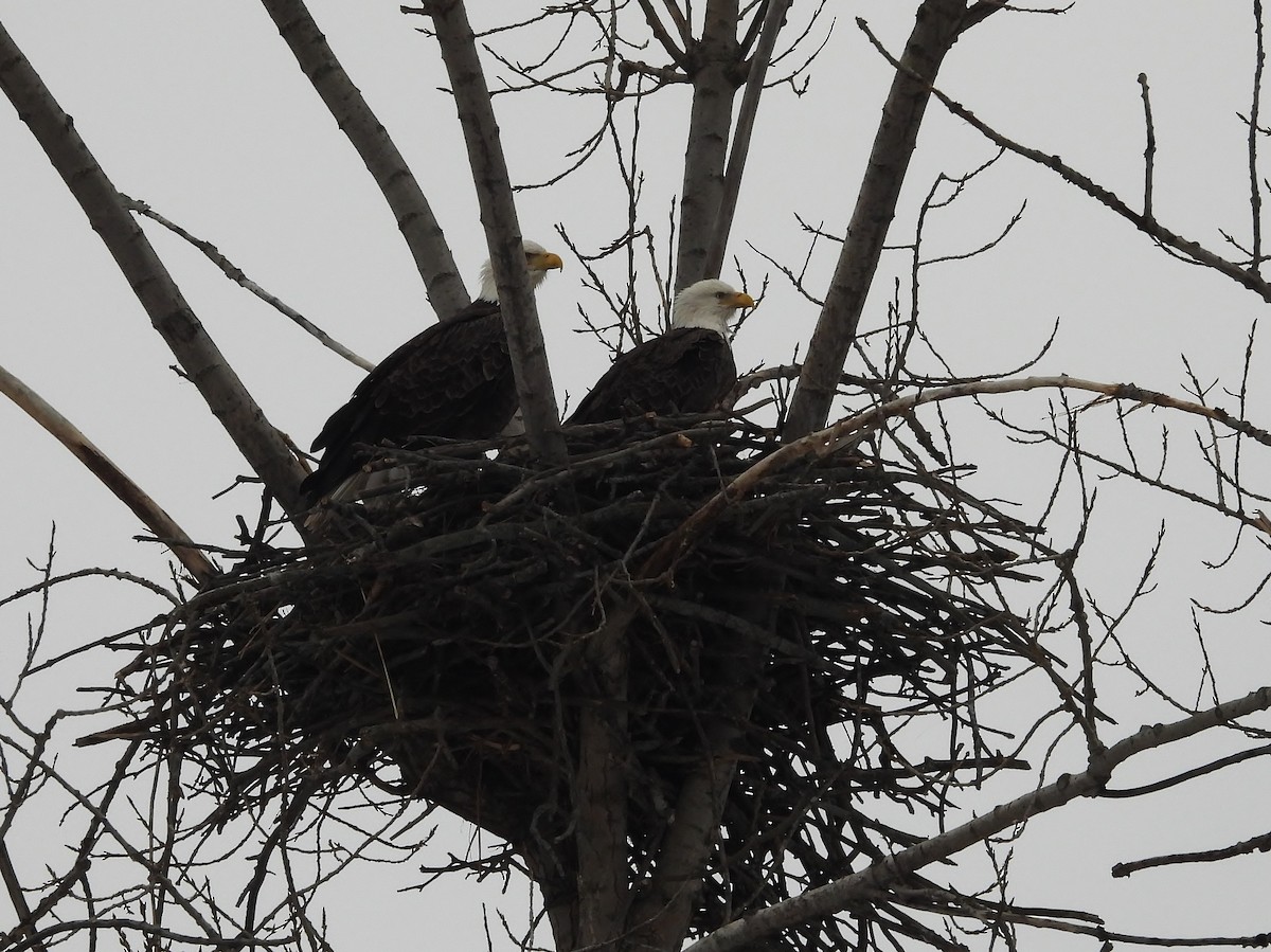 Bald Eagle - ML646480436