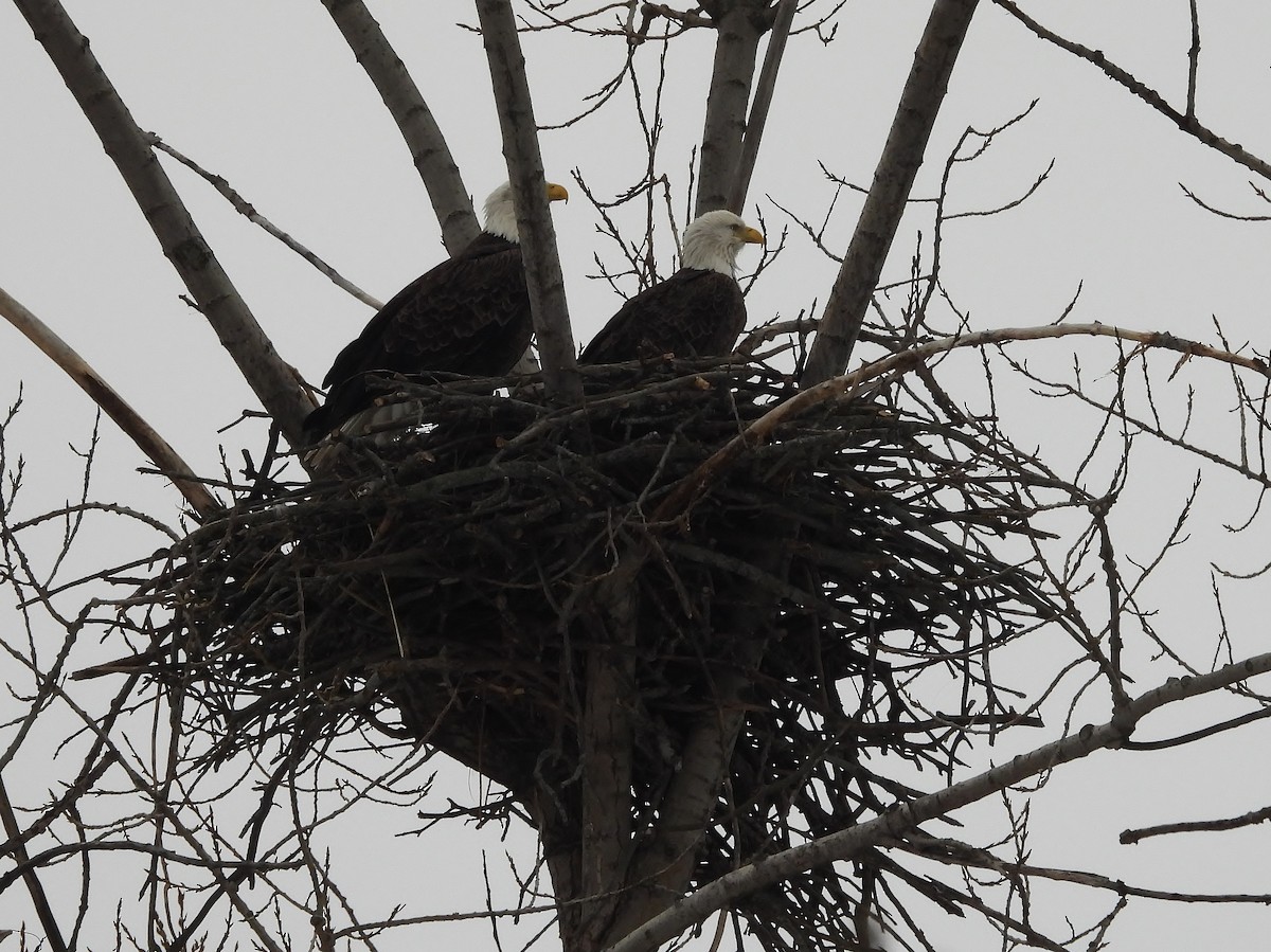 Bald Eagle - ML646480437