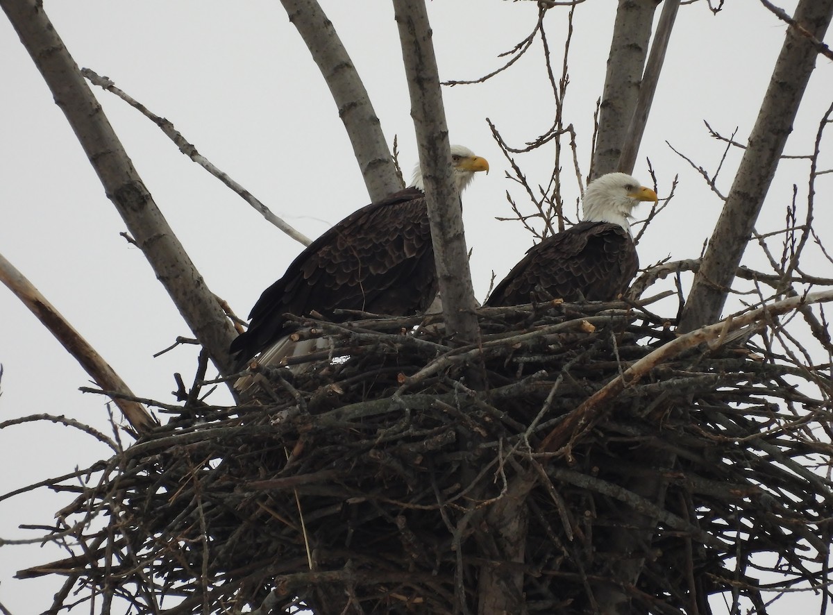 Bald Eagle - ML646480438
