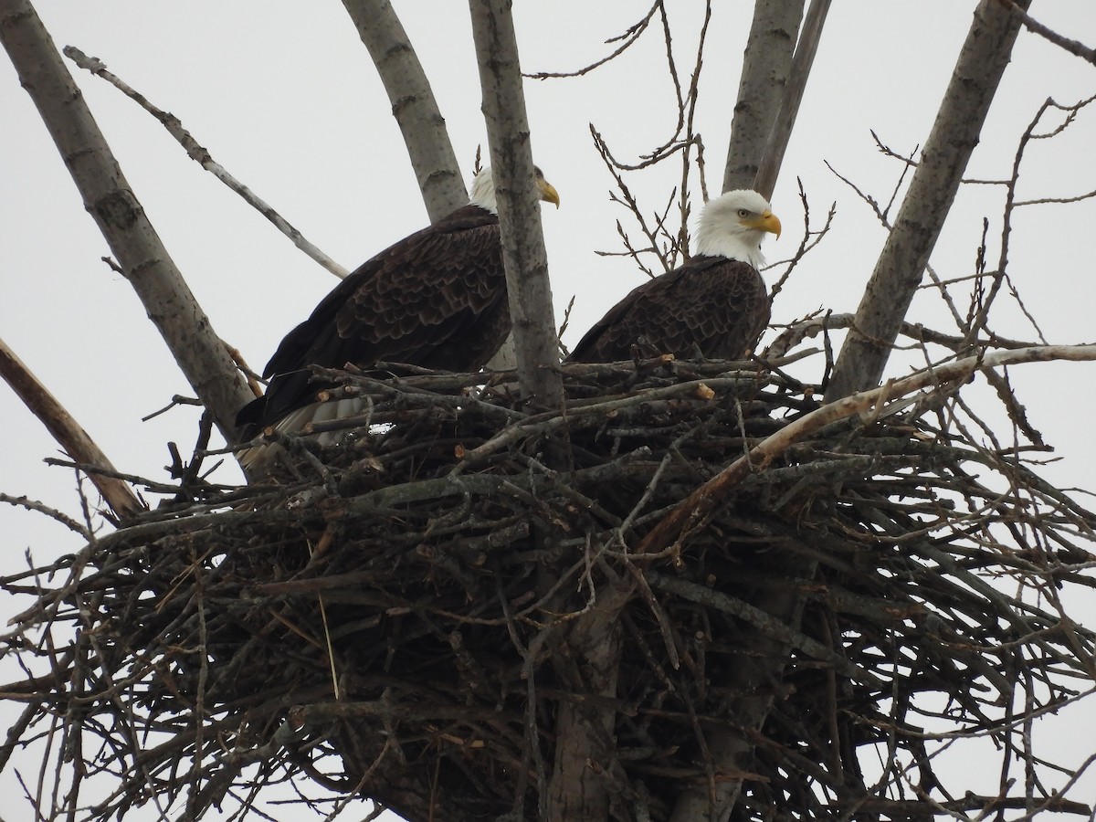 Bald Eagle - ML646480439
