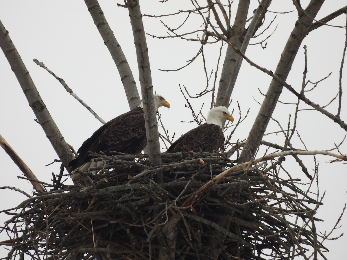 Bald Eagle - ML646480440