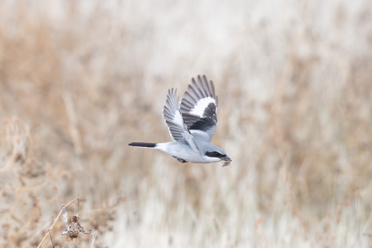 Loggerhead Shrike - ML646480441