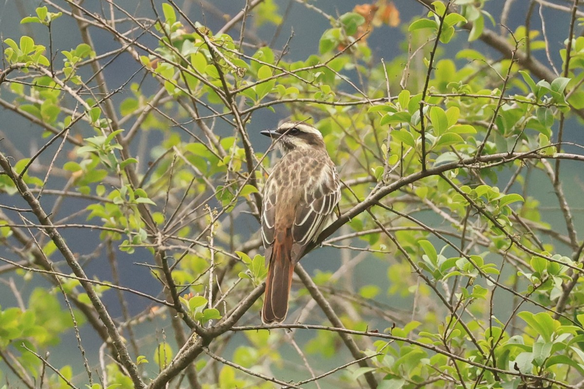Variegated Flycatcher - ML646480442