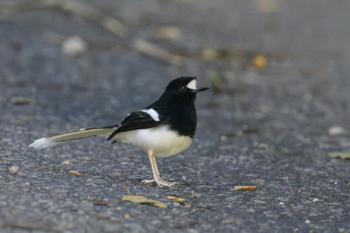 White-crowned Forktail (Northern) - ML646480444