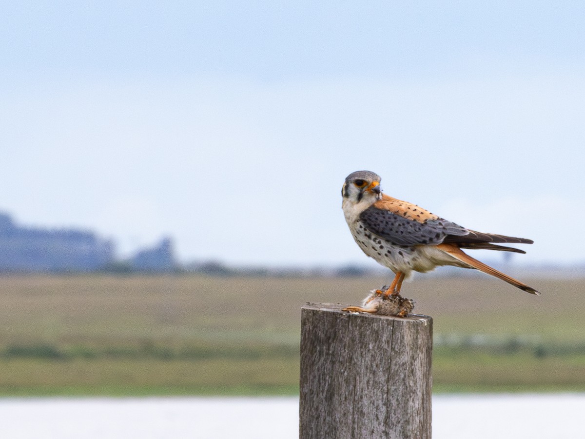 American Kestrel - ML646480447