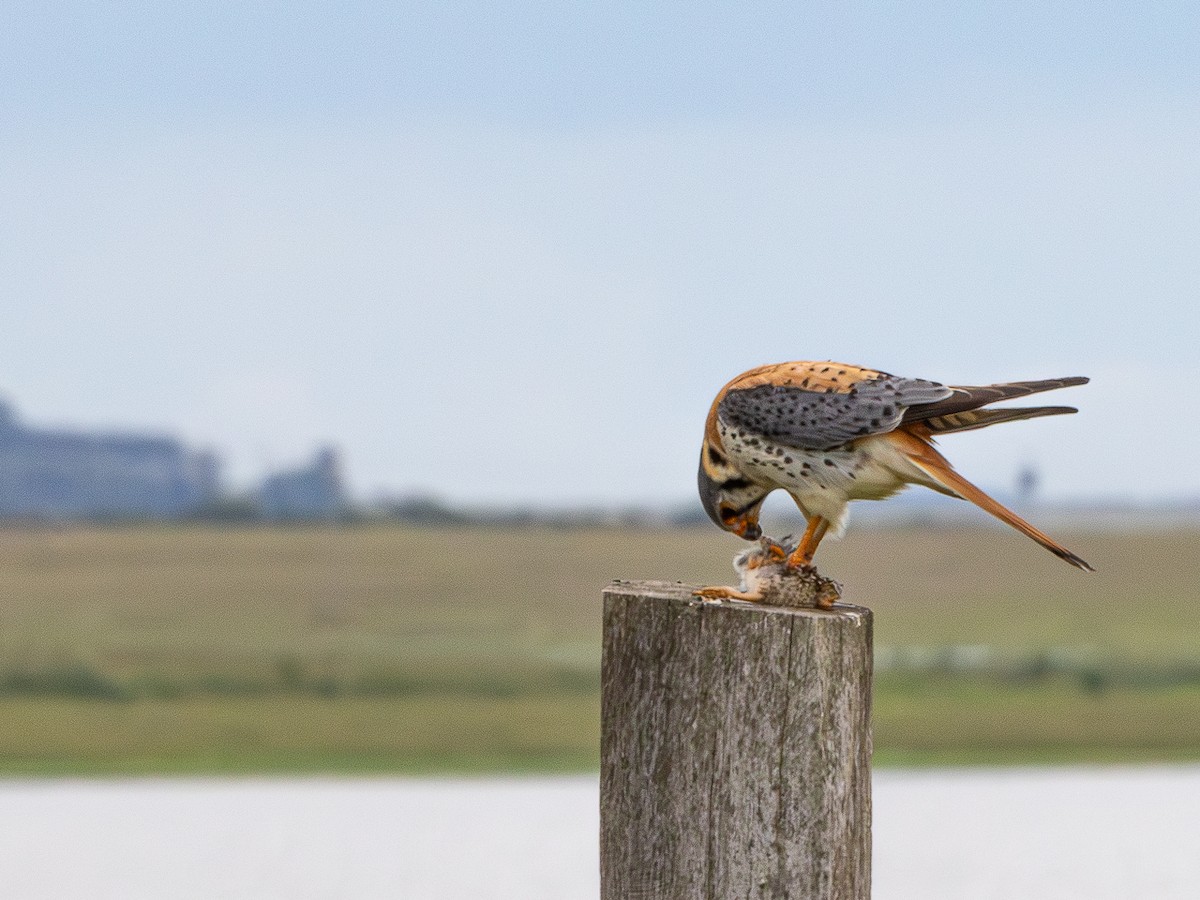 American Kestrel - ML646480448
