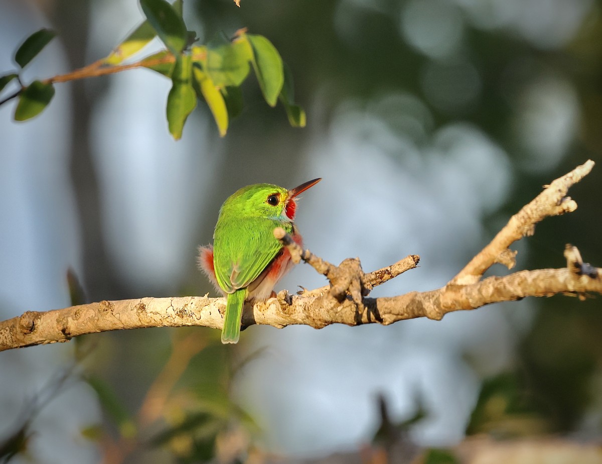 Cuban Tody - ML646480455