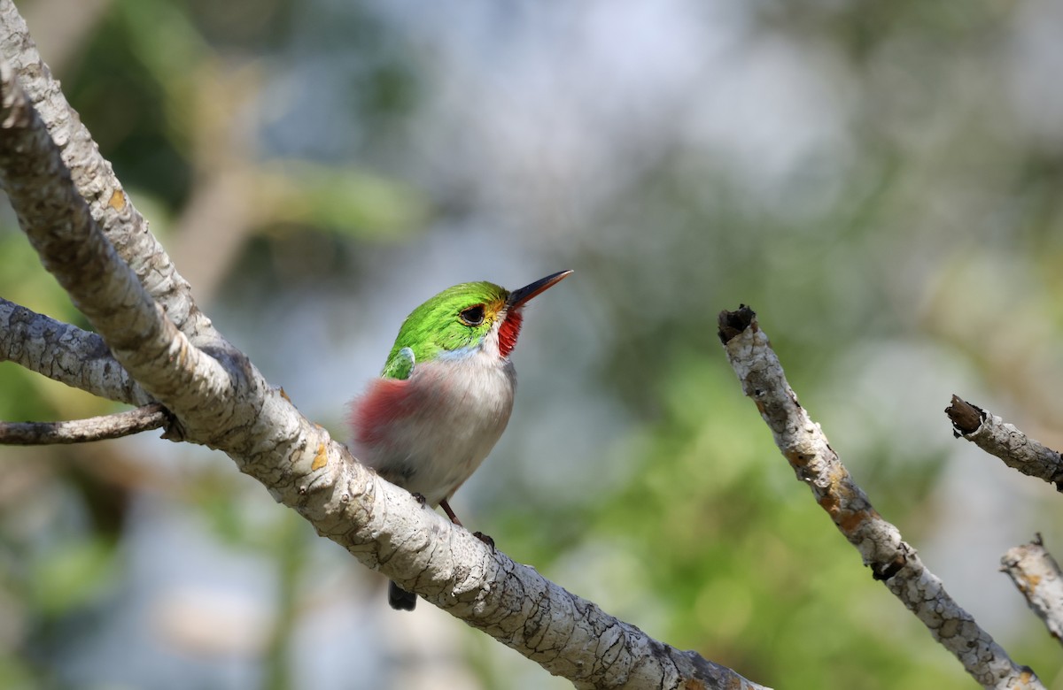 Cuban Tody - ML646480456