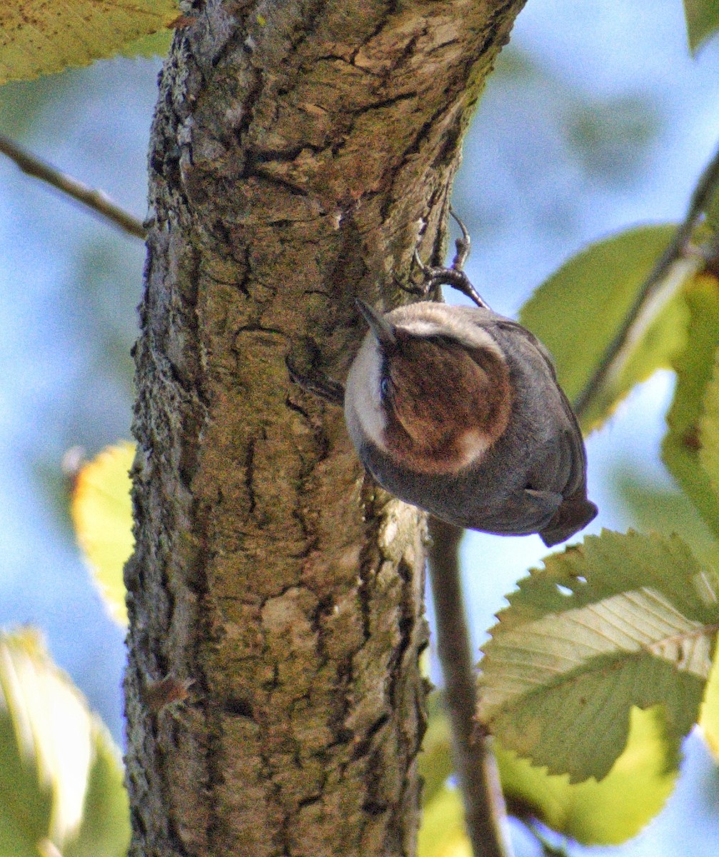 Brown-headed Nuthatch - ML646480457