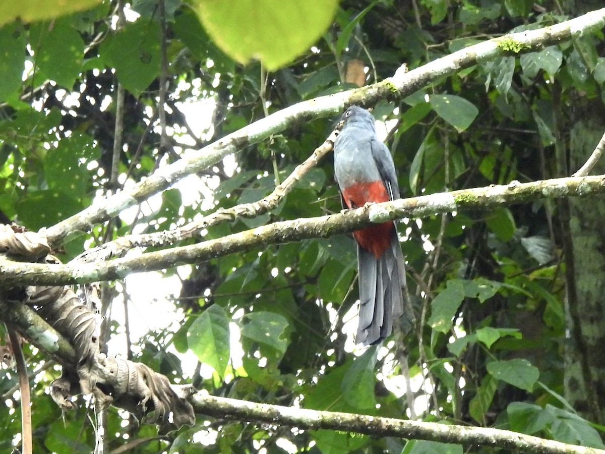 Black-tailed Trogon - ML646480458