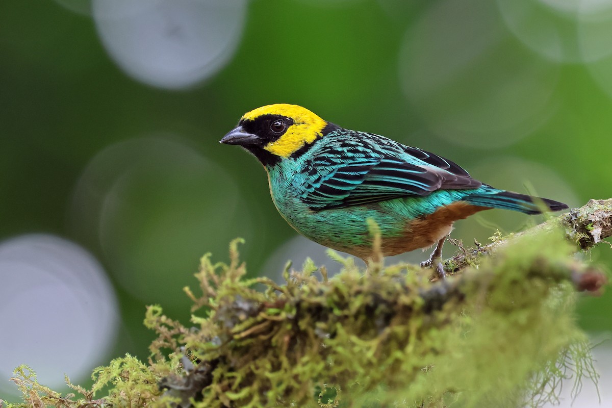 Saffron-crowned Tanager - ML646480459