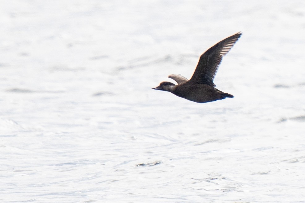 Американская синьга - ML646480461