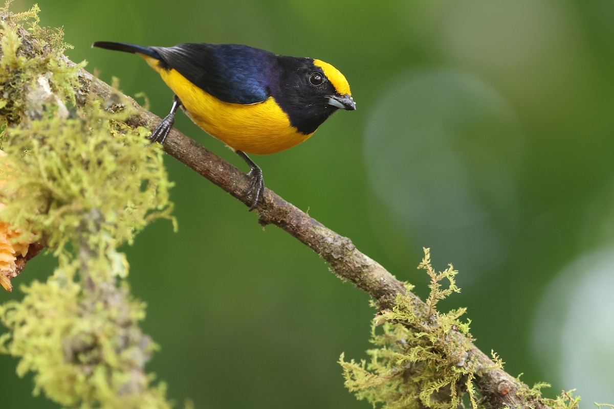 Orange-bellied Euphonia - ML646480462
