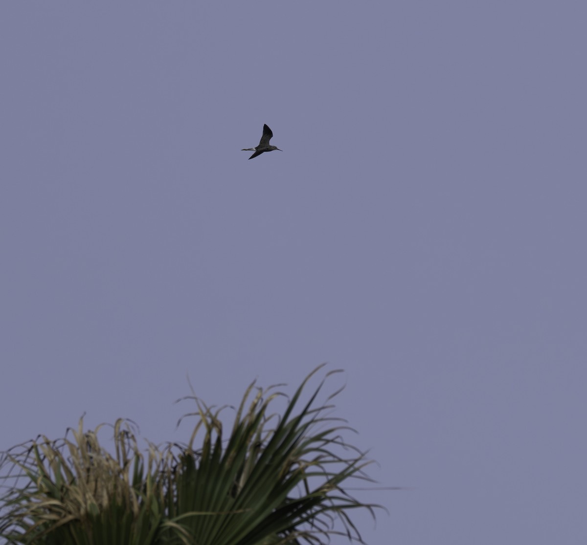 Kuliska hankahori handia - ML646480463