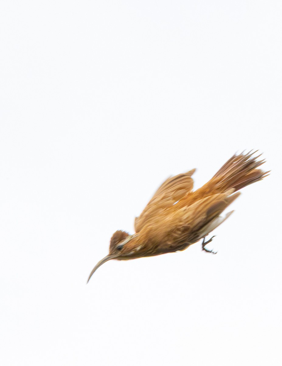 Scimitar-billed Woodcreeper - ML646480464