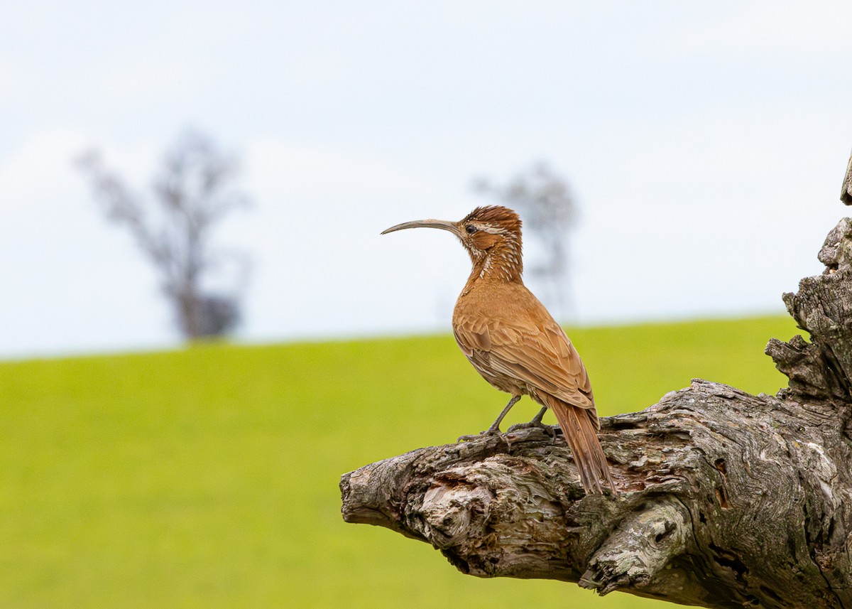 Scimitar-billed Woodcreeper - ML646480465