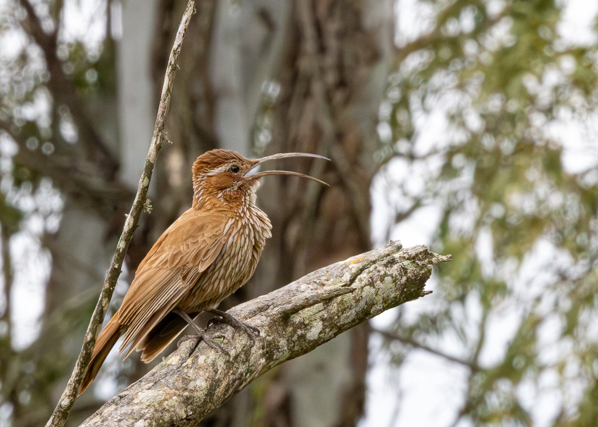 Scimitar-billed Woodcreeper - ML646480466