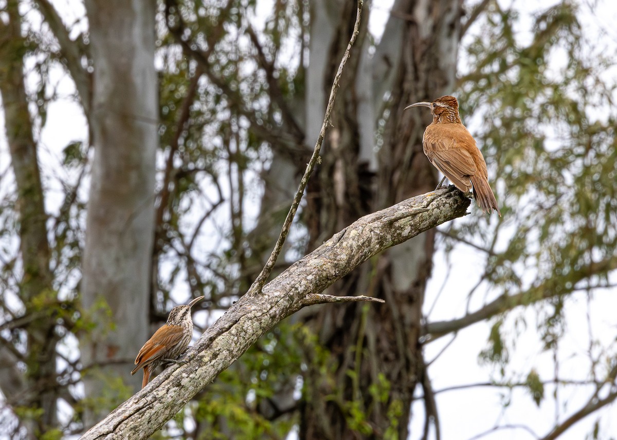 Scimitar-billed Woodcreeper - ML646480469