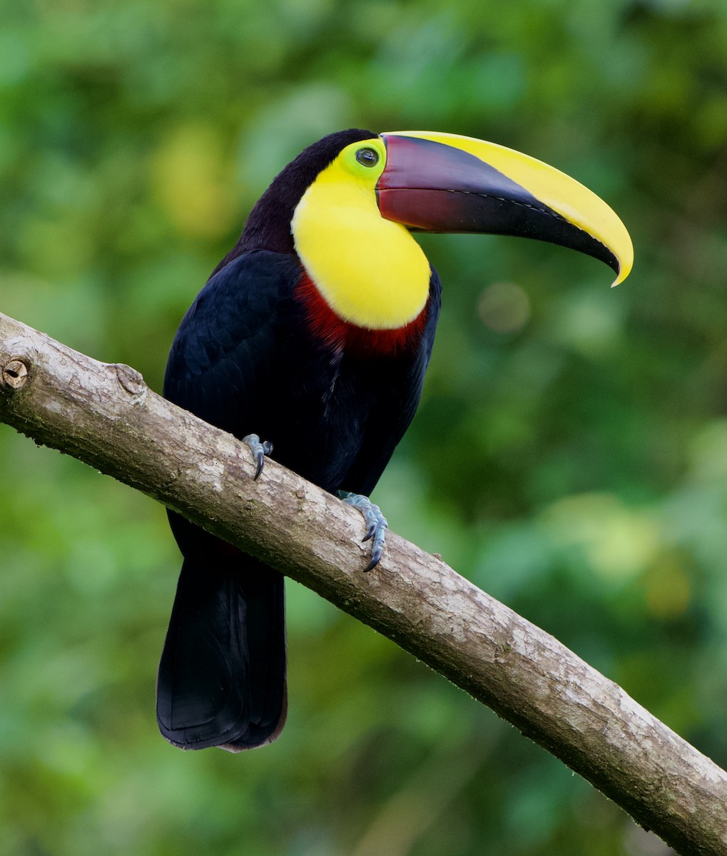 Yellow-throated Toucan - ML646480474