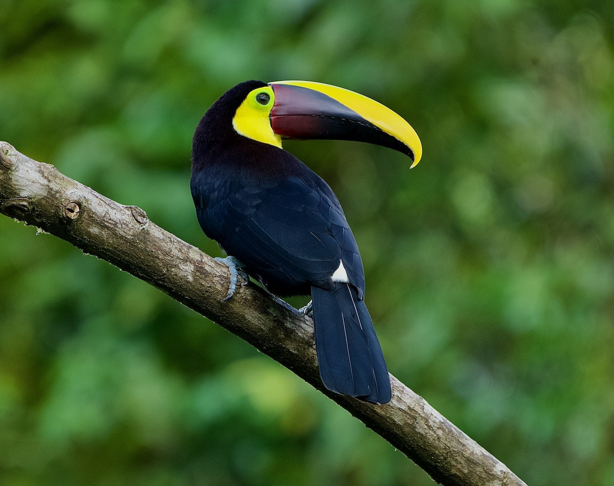Yellow-throated Toucan - ML646480475