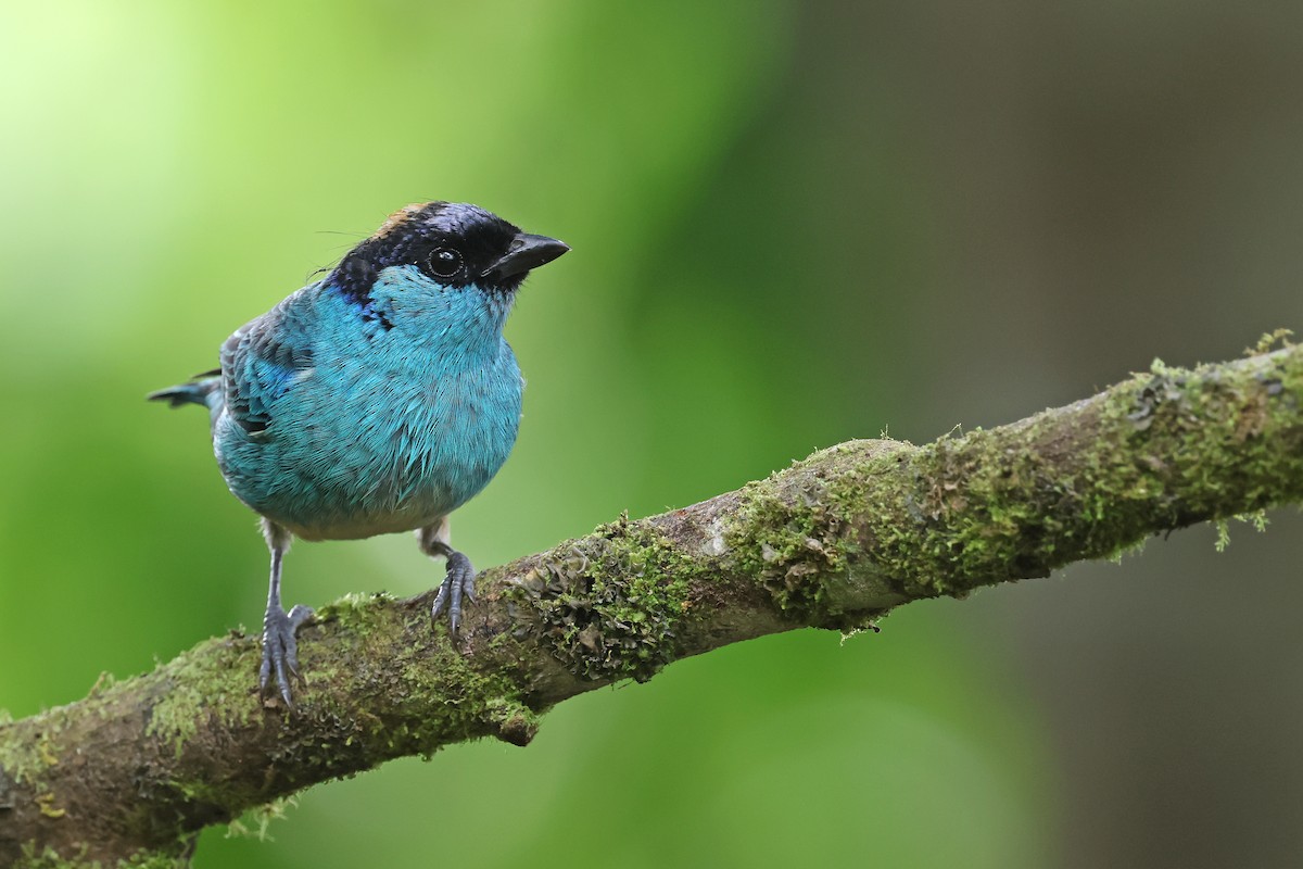 Golden-naped Tanager (Golden-naped) - ML646480476