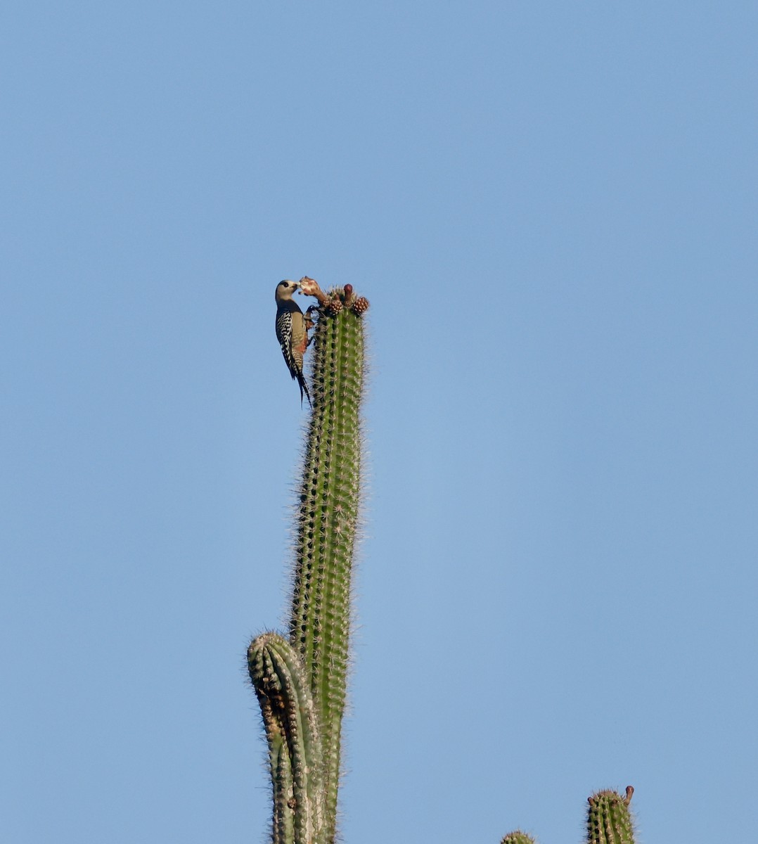 palmespett - ML646480477