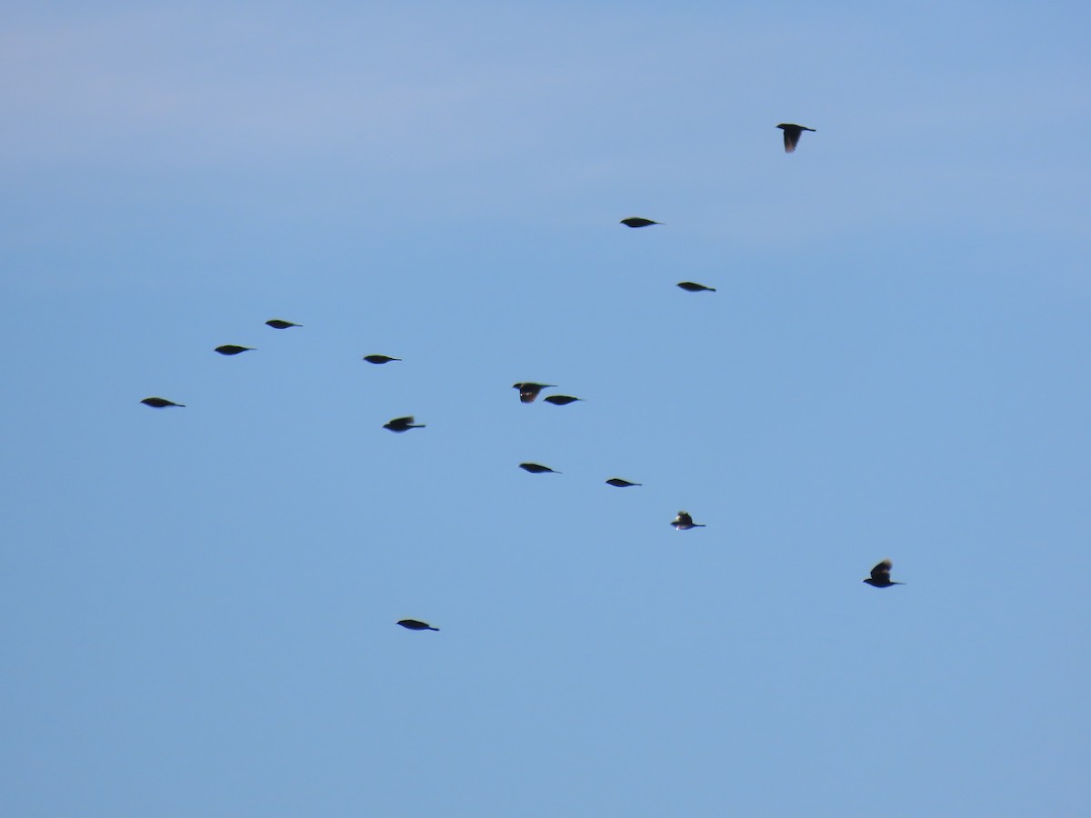 blackbird sp. - ML646480478