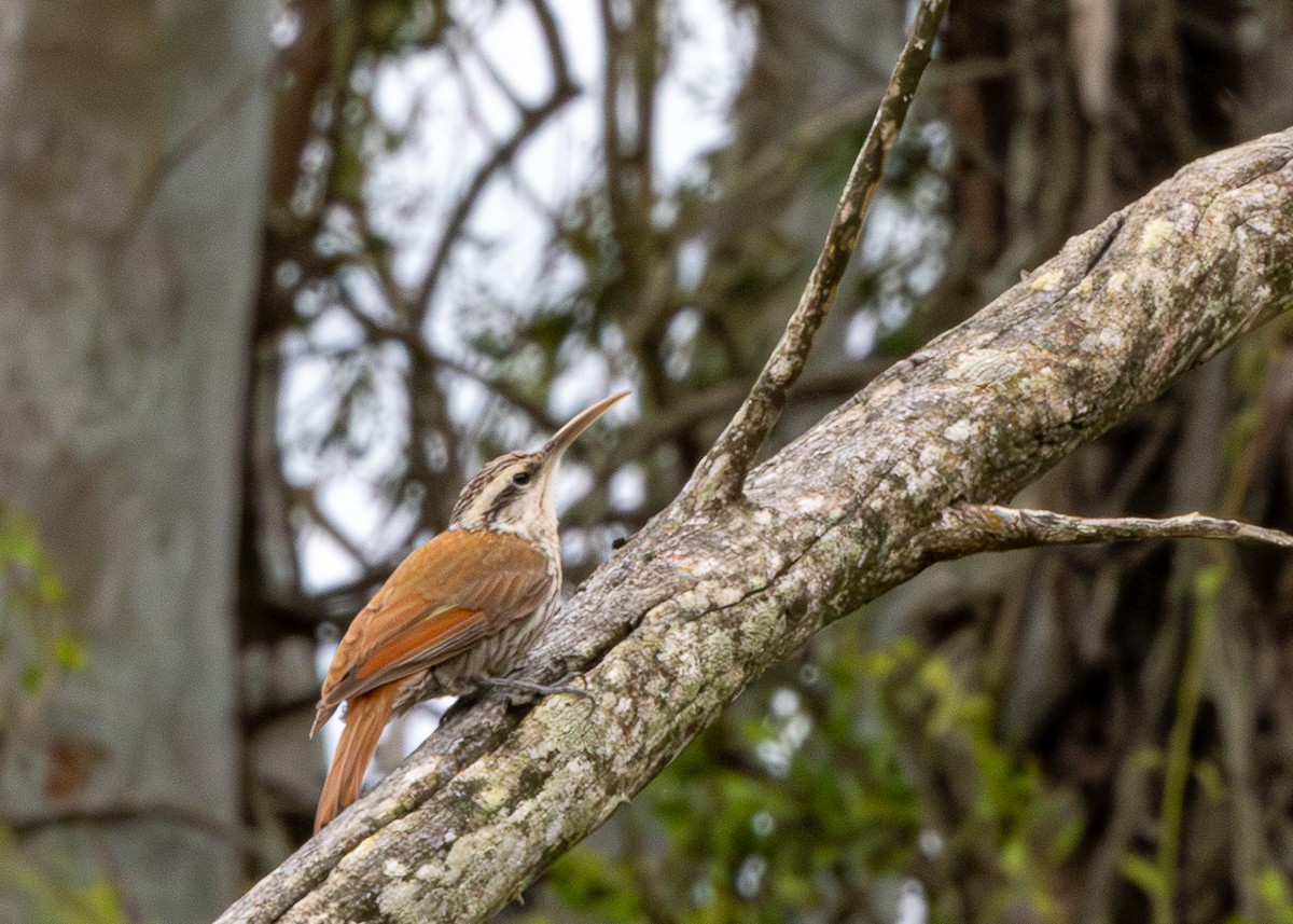 Narrow-billed Woodcreeper - ML646480479
