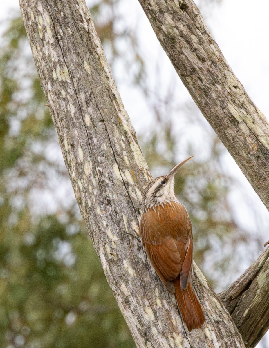 Narrow-billed Woodcreeper - ML646480480