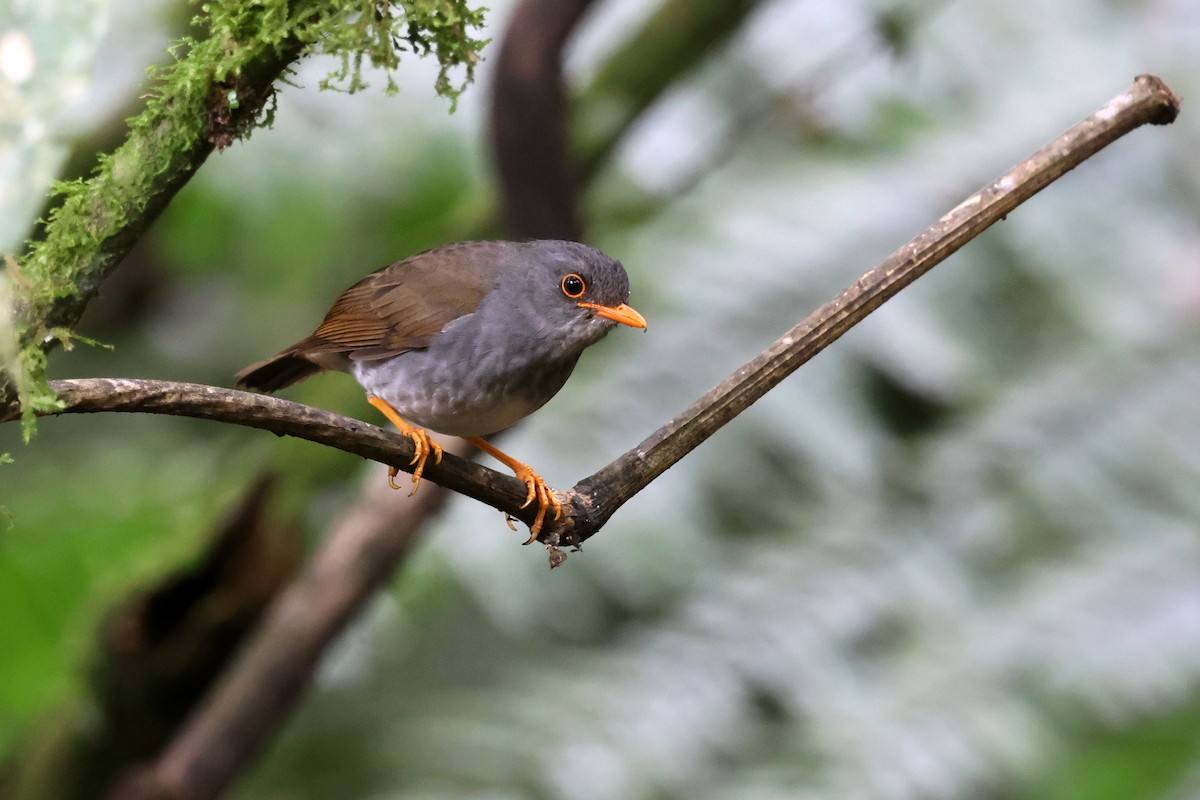 Orange-billed Nightingale-Thrush - ML646480481