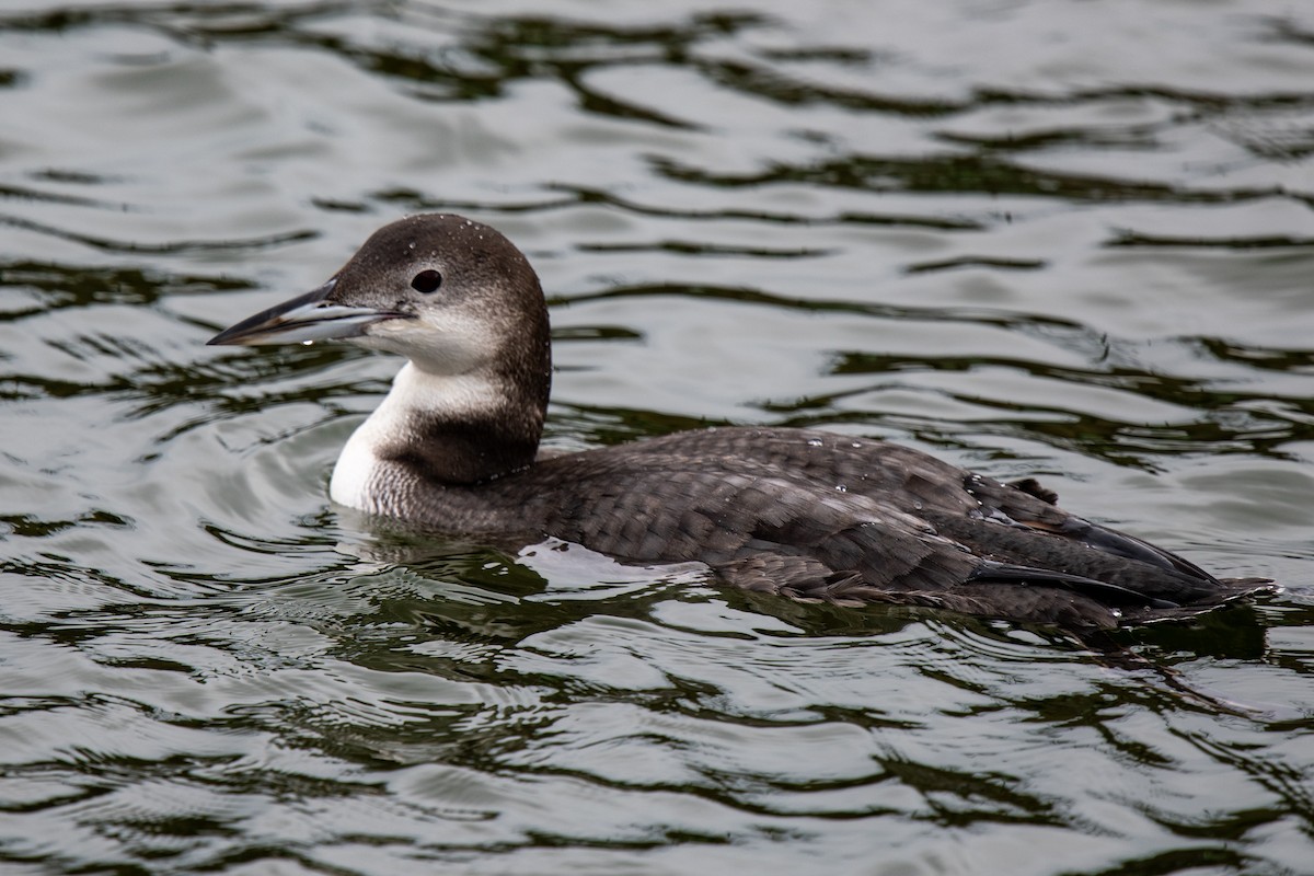 Common Loon - ML646480482