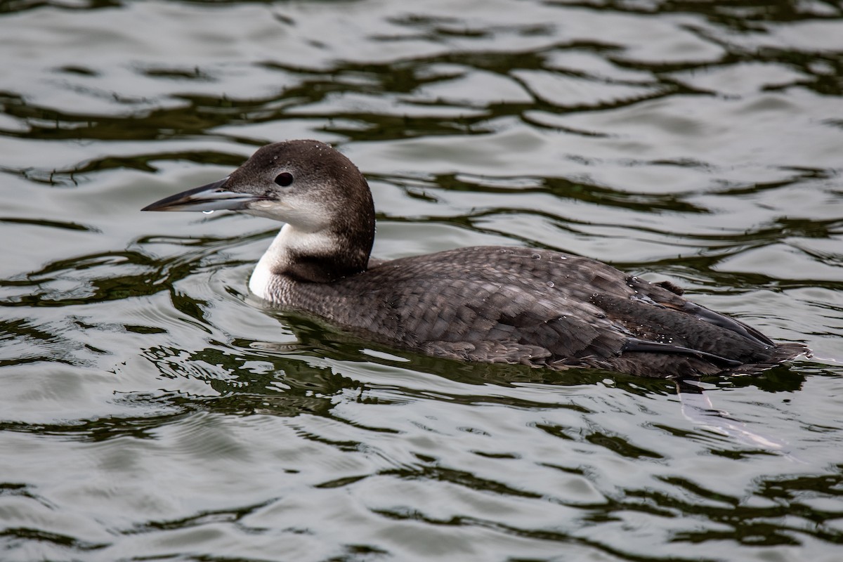 Common Loon - ML646480483