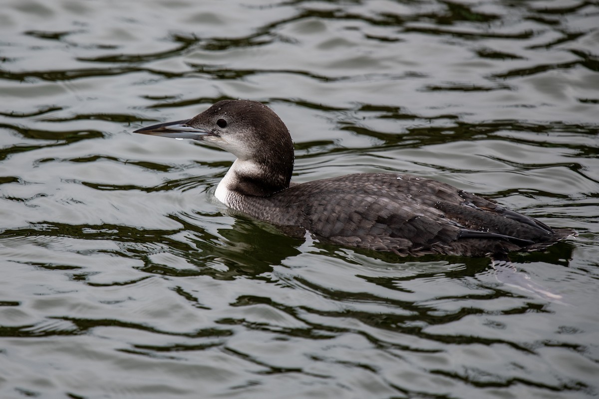 Common Loon - ML646480484