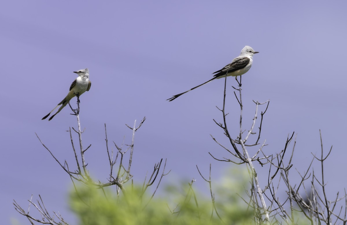 Scissor-tailed Flycatcher - ML646480489