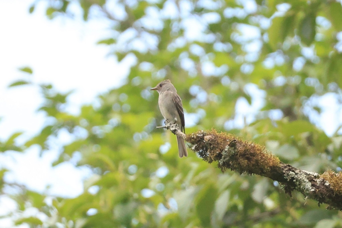 Smoke-colored Pewee - ML646480490