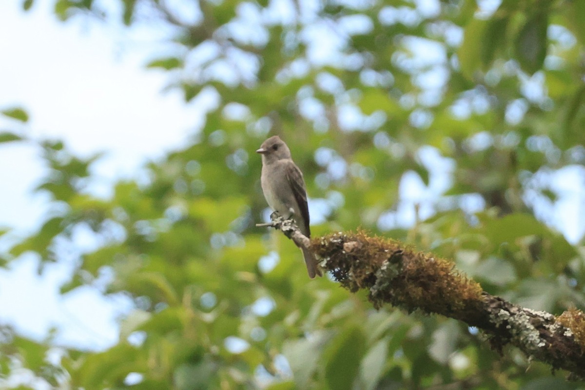 Smoke-colored Pewee - ML646480491