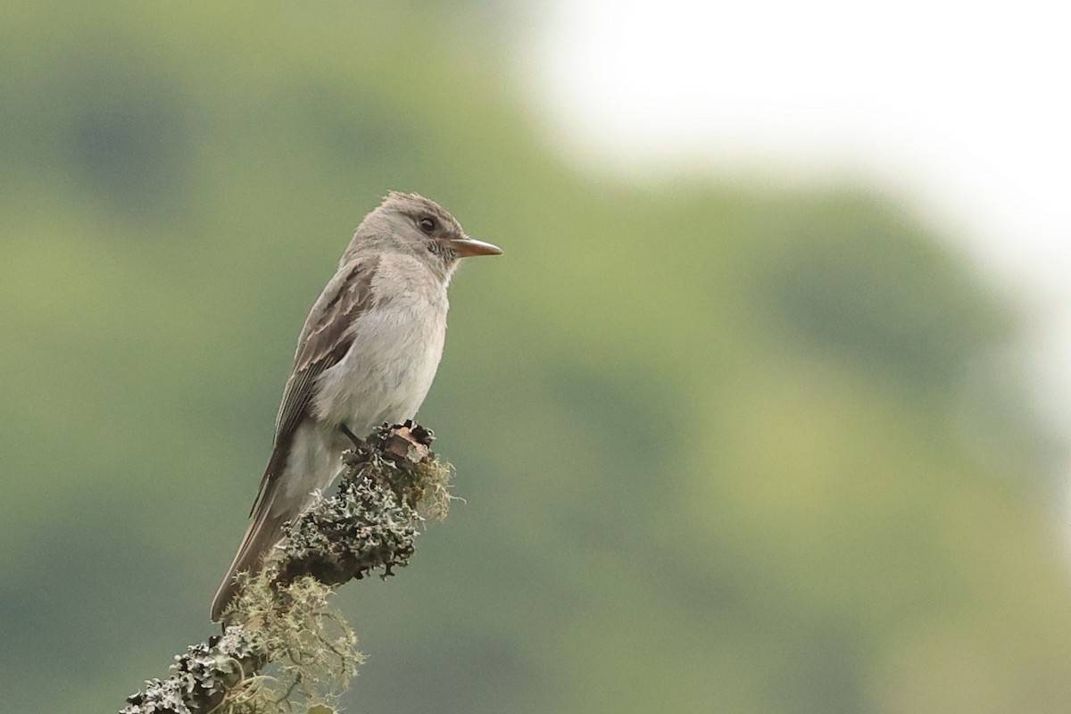 Smoke-colored Pewee - ML646480492