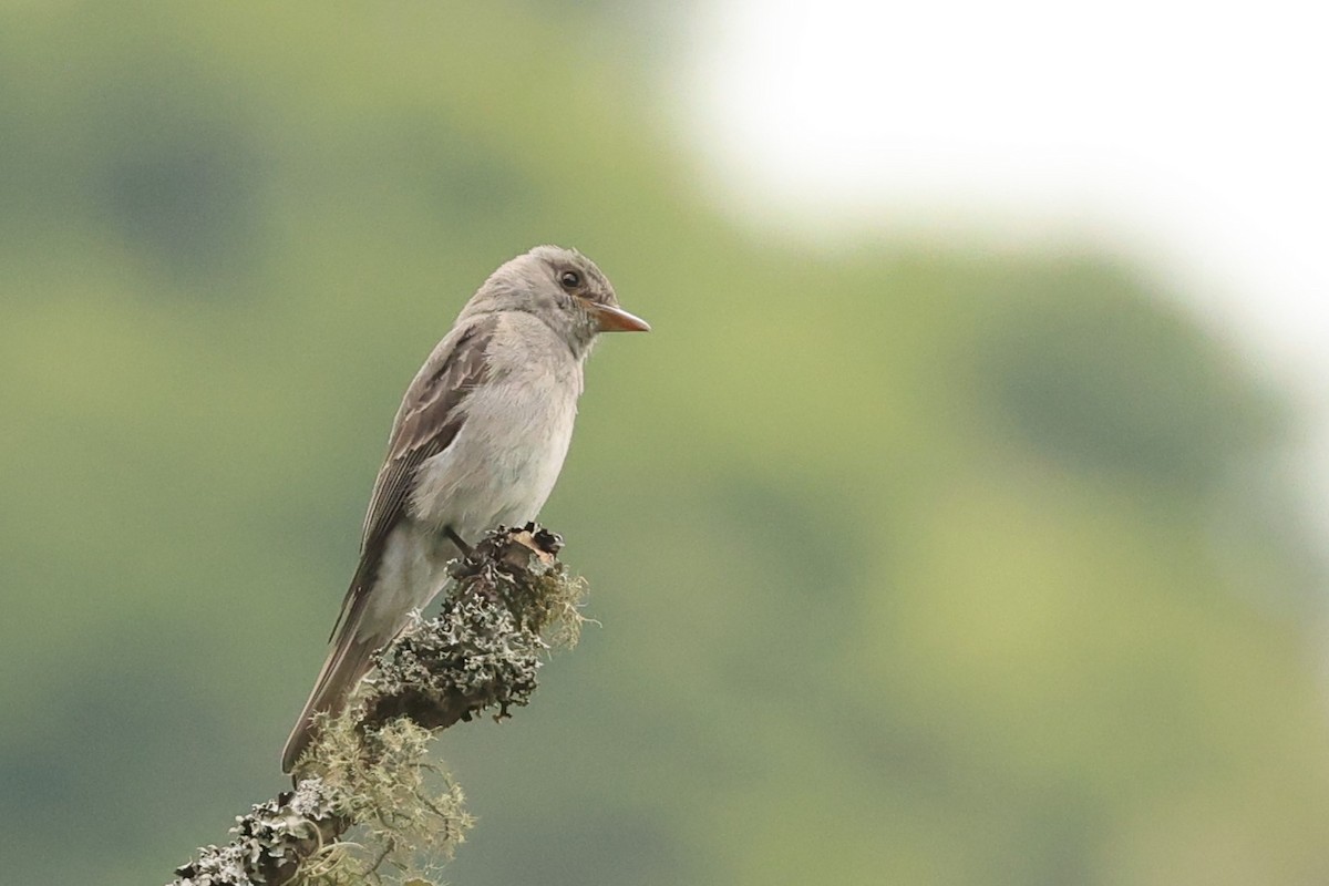 Smoke-colored Pewee - ML646480493