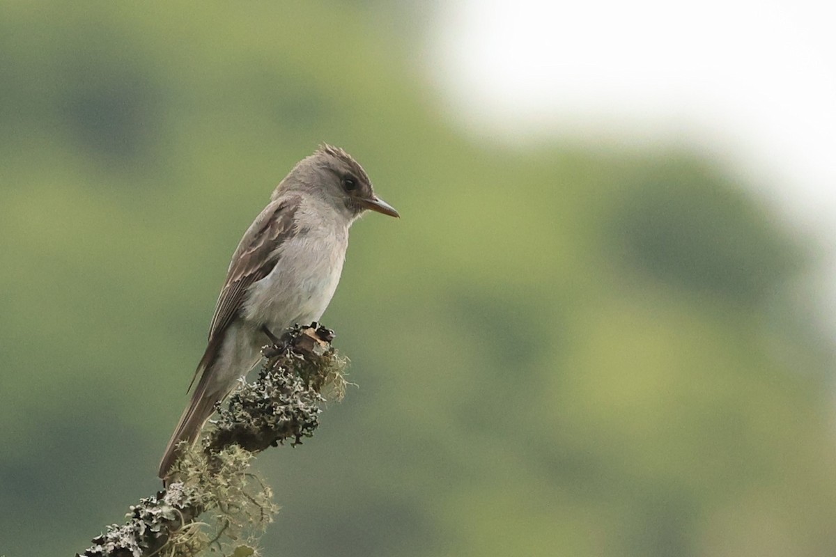 Smoke-colored Pewee - ML646480496