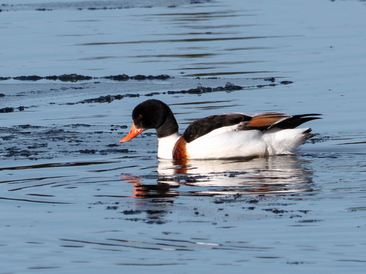 Brandgans - ML646480498