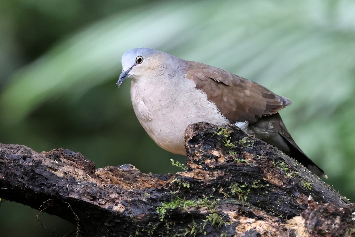 Gray-headed Dove (Gray-headed) - ML646480499