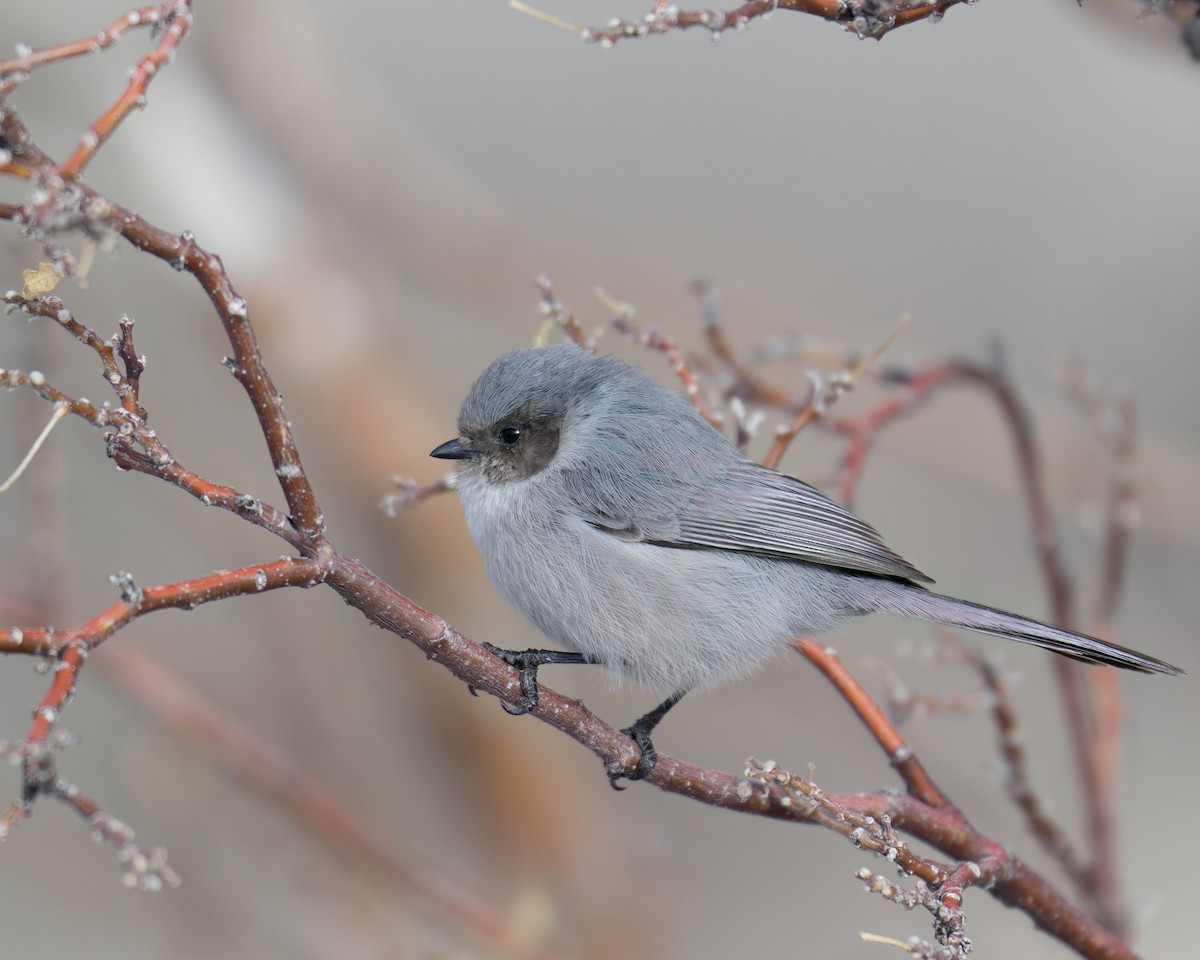 mlynařík americký - ML646480500