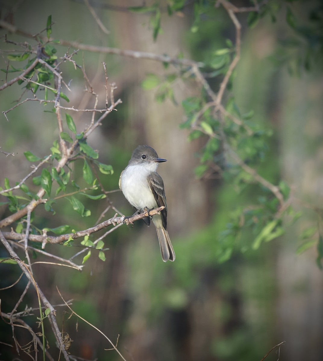 La Sagra's Flycatcher - ML646480501