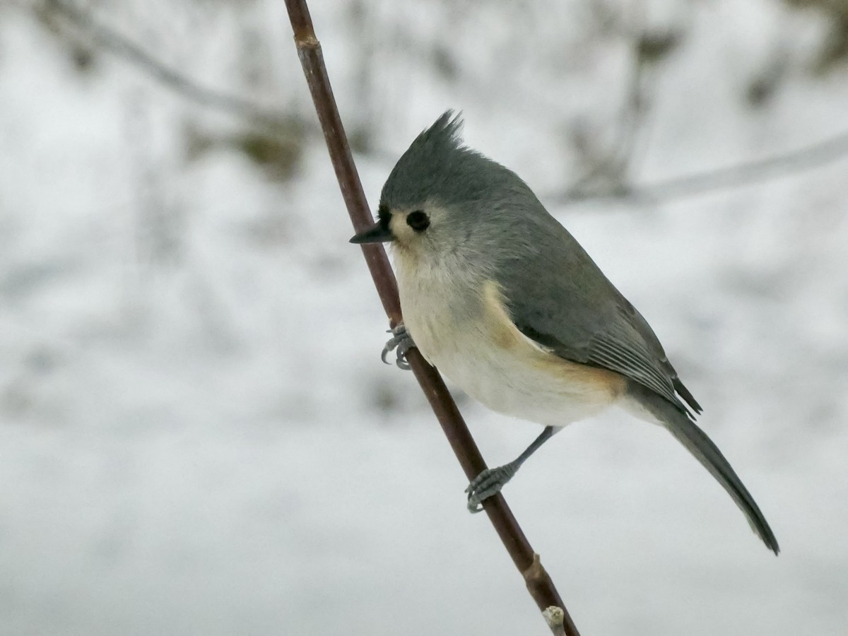 Tufted Titmouse - ML646480503