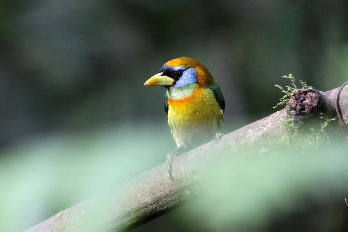 Red-headed Barbet - ML646480504